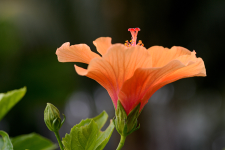 Blossoming orange flower of treelike Hibiscus with two petals on pestle, stamens and leavesの写真素材