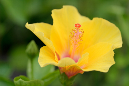 Blossoming yellow flower of treelike Hibiscus with two petals on pestle, stamens and leavesの写真素材