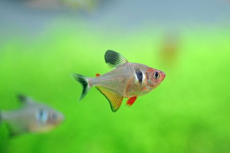 close up tetra fish in tank and green plantの写真素材