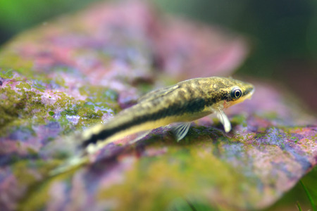 Close up of an otocinclus in planted aquariumの写真素材
