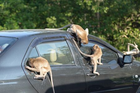 monkey attack car in parking from thailandの写真素材