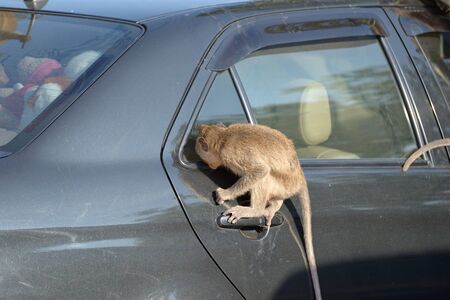 monkey attack car in parking from thailandの写真素材