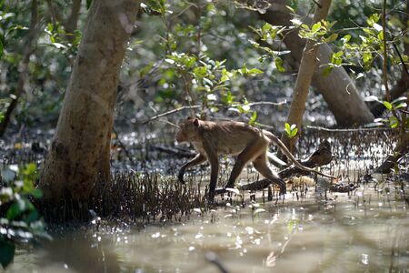 monkey crab-eating macaque in mangrove forest from thailandの写真素材