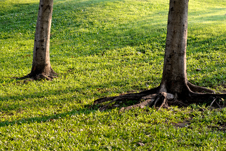 park in bangkok city or suan jatujakの写真素材
