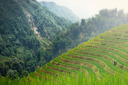 green Rice fields from sapa north of vietnamの写真素材