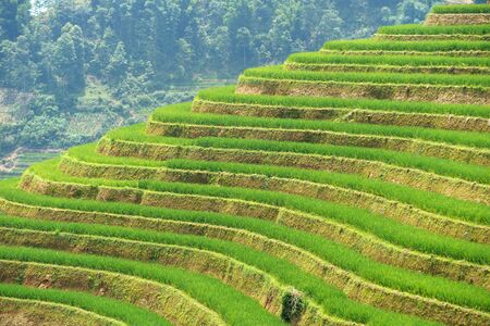 green Rice fields from sapa north of vietnamの写真素材