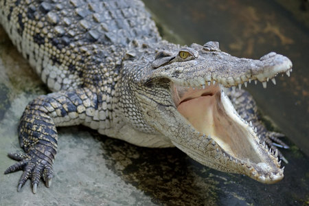 Siamese Freshwater Crocodile from Samut Prakan Province thailandの写真素材