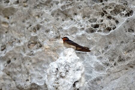 Sand Martin bird in natural on mountain, krabi thailandの写真素材