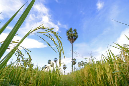 Ear of rice in the rice fields and palm tree with  blue sky, Thailand. Selective Focus.の写真素材