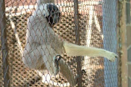 Gibbon in zoo cage ,shot through the cageの写真素材
