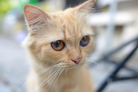 close up orange cat on street bangkok thailand