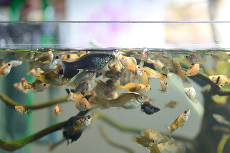 close up many Molly fish in tank