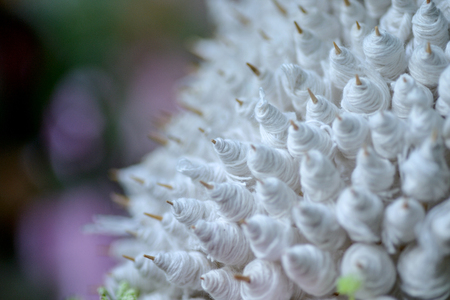holy thread in chainmai thailand for weddingの写真素材