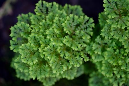 Top view of small plant pot on black  background.の写真素材