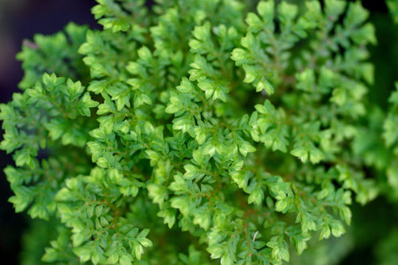 Top view of small plant pot on black  background.