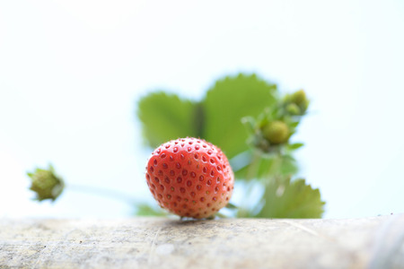 strawberry in farm  at Chiangrai provent thailandの写真素材