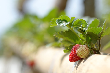 strawberry in farm  at Chiangrai provent thailandの写真素材