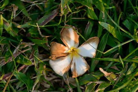 Close up flowers wilt on wall and green grassの写真素材