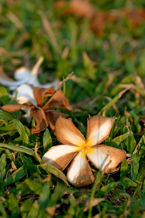 close up flowers wilt on wall and green grassの写真素材