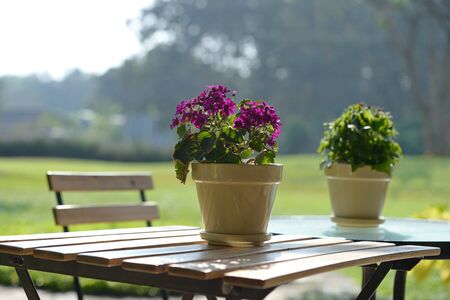 flower on the table in nature park thailandの写真素材