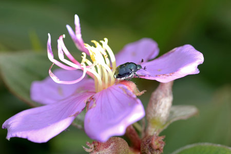 macro little bug on pink flower in parkの写真素材