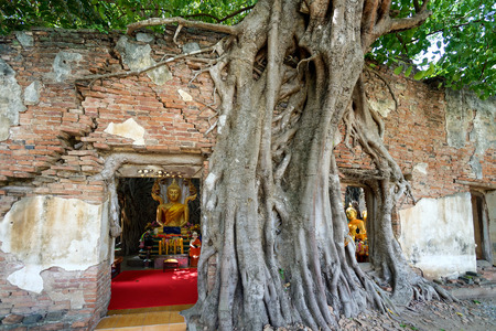 old temple in root of tree (Sang Kra Tai Temple)の写真素材