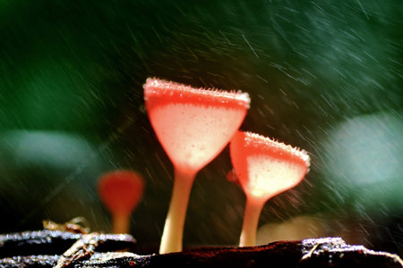 Orange Mushroom champagne in forrest of thailand