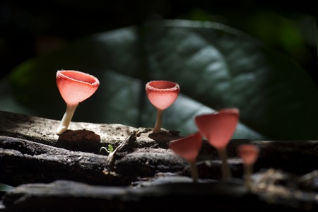 Orange Mushroom champagne in forrest of thailandの写真素材