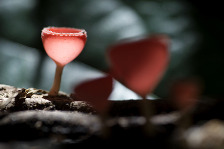 Orange Mushroom champagne in forrest of thailandの写真素材