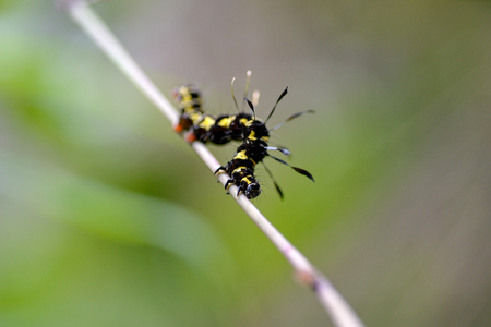 close-up orange worm hair on tree in forest of thailandの写真素材