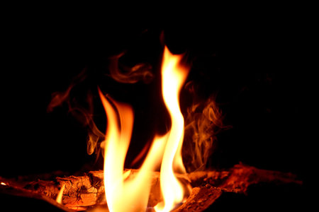 close up firewood in forrest with high iso
