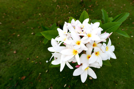 group of yellow white and pink flowers (Frangipani, Plumeria) on a sunny day with natural background