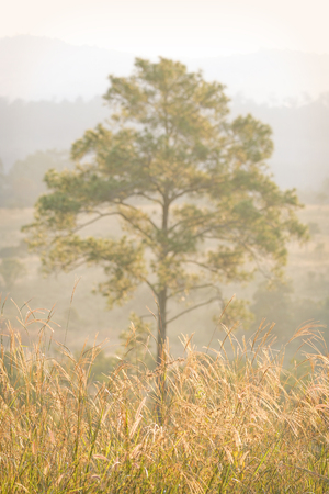 tree in nature from nation park of thailandの写真素材