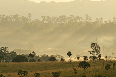Trees in the nature at the national park in Thailandの写真素材