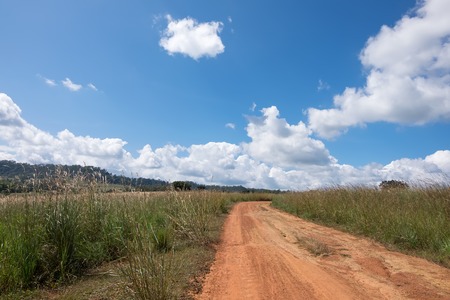 Dirt road in country with tree in nautre from thailandの写真素材