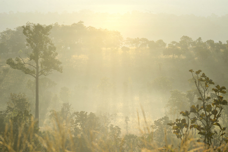 tree in nature from nation park of thailandの写真素材