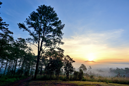 tree in nature from nation park of thailandの写真素材