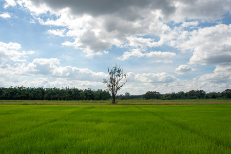 the tree in rice field and bultifull sky of  thailandの写真素材