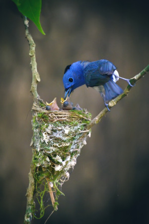 Black-naped Monarch bird and family in nature of thailandの写真素材