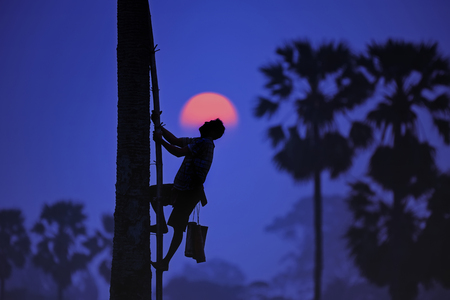 the man climb the palm tree on sun blackground in thailandの写真素材