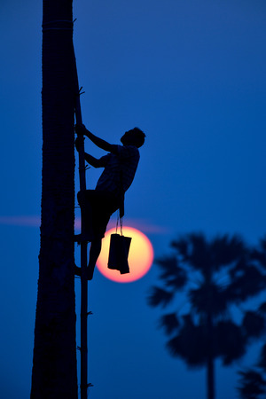 the man climb the palm tree on sun blackground in thailandの写真素材