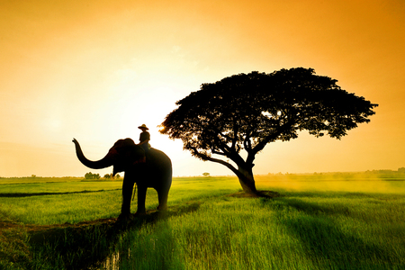 elephant silhouette and big tree in field from surin thailandの写真素材
