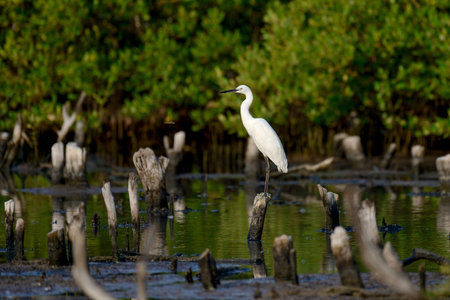Egret bird in the natural water source
