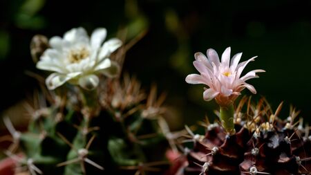 close up Cactus flower with drop of waterの写真素材