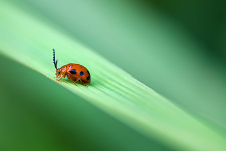 close up macro lady bug on green leaf
