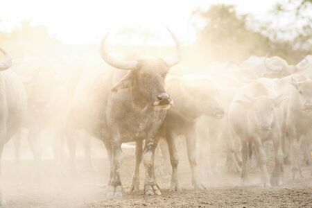 Buffalo herd in farm from south of thailandの写真素材