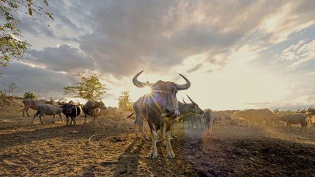 Buffalo herd in farm from south of thailand