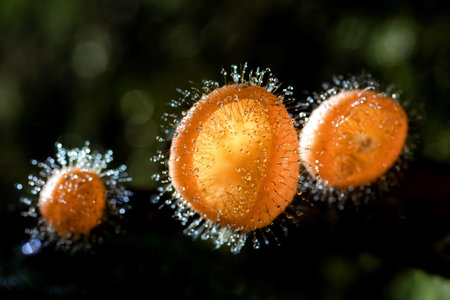 Feathered Mushroom in the Tropical Forest of  Thailand