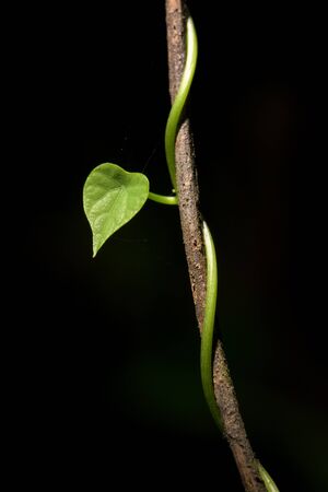 close up Heart shaped ivy wrapped on a branchの写真素材