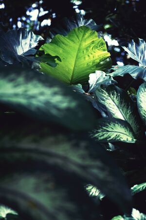close up Glowing leaves in Bangkok Public Parkの写真素材
